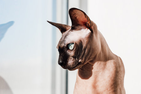 A Sphynx cat sits by the window basking in warm sunlight and observing its surroundings with keen eyes.の写真素材