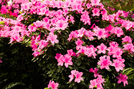 Vibrant pink azaleas fill the garden landscape showcasing their beauty under the warm light of late spring.の写真素材