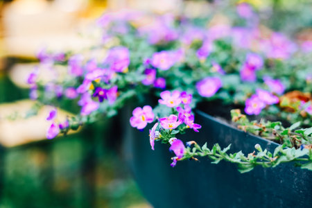 Vibrant purple flowers cascade from a planter thriving in a sunny garden setting during springtime.の写真素材