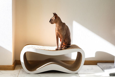 A Sphynx cat sits gracefully atop a stylish white scratching post enjoying warm sunlight filtering through a window.の写真素材
