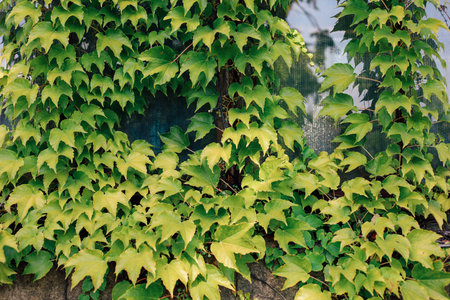 Lush green ivy covers a wall creating a vibrant display of nature in a garden under clear skies.の写真素材