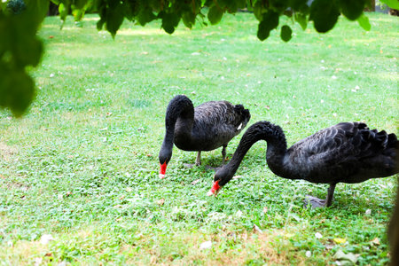 Two elegant black swans are foraging for food on lush green grass in a peaceful park during daylight.の写真素材