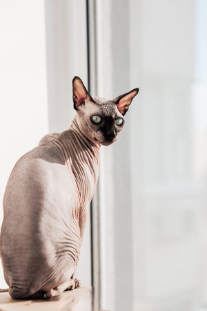 A sphynx cat sits calmly on a wooden surface near a window enjoying warm sunlight in the afternoon.の写真素材