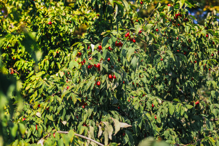 Vibrant red berries are clustered among glossy green leaves in a sunlit orchard during autumn.の写真素材