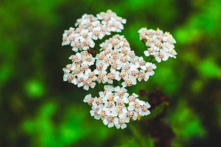 Clusters of delicate white flowers bloom vibrantly amidst lush green foliage under bright sunlight showcasing natures beauty.の写真素材