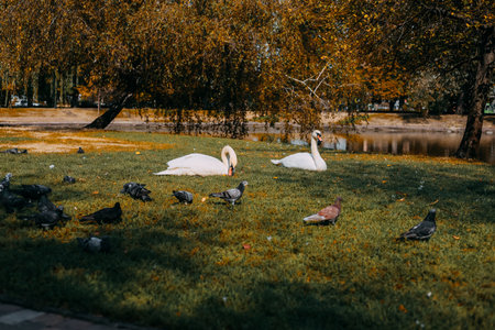 Two elegant swans rest gracefully on a grassy area while various pigeons forage nearby in a serene park during autumn.の写真素材