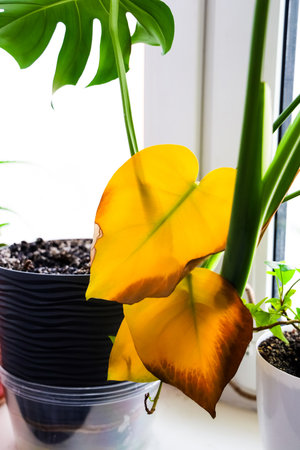 Bright yellow and green leaves of indoor plants catch sunlight by a window creating a lively atmosphere in the room.の写真素材