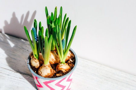 New green shoots emerge from bulbs in a vibrant pot illuminated by warm morning sunlight showcasing growth and vitality.の写真素材