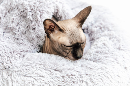 A sphynx cat rests peacefully wrapped in a fluffy white blanket enjoying a tranquil moment in a cozy setting.の写真素材