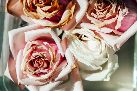 Four dried roses display a mix of soft pink and white hues revealing intricate details and textures thoughtfully arranged in a clear container.の写真素材
