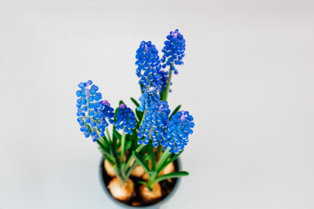 Vibrant blue flowers bloom in a small pot showcasing their delicate petals and bright colors creating a cheerful atmosphere in any space.の写真素材