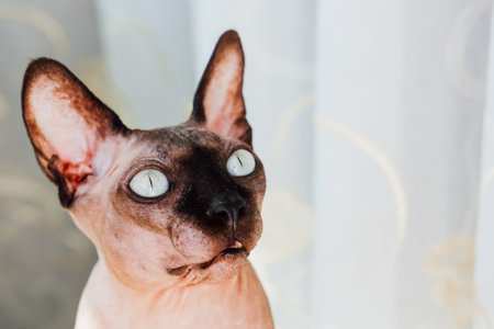 A sphynx cat with captivating blue eyes poses indoors by a window highlighting its unique features...