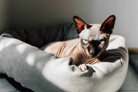 A sphynx cat is comfortably nestled in a plush bed illuminated by warm sunlight filtering through a nearby window.の写真素材