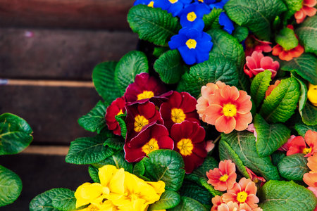 A vibrant display of various flowers shows shades of red orange yellow and blue surrounded by rich green leaves.の写真素材