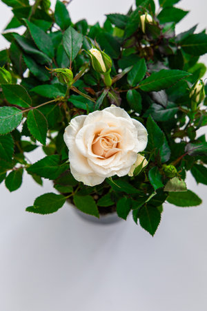 A single creamy rose blossom stands out amid fresh green foliage and budding roses in a well maintained pot showcasing natures beauty.の写真素材