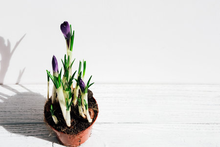 Fresh crocus flowers with green leaves are emerging from soil in a terracotta pot placed on a white...