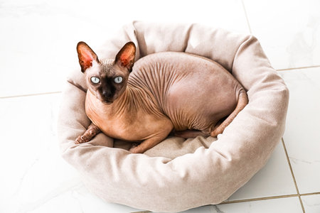 A Sphynx cat is comfortably settled in a soft bed enjoying a tranquil afternoon in a bright indoor space.の写真素材