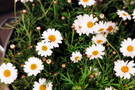 A vibrant cluster of white daisies with yellow centers thrives in a sunny garden setting showcasing the beauty of spring blooms.の写真素材