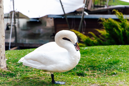 A graceful white swan is standing on vibrant green grass by a tranquil lake surrounded by serene nature and gentle sunlight.の写真素材