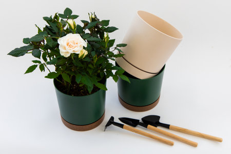 A white rose plant is positioned next to empty pots and gardening tools on a white background creating a serene atmosphere.の写真素材