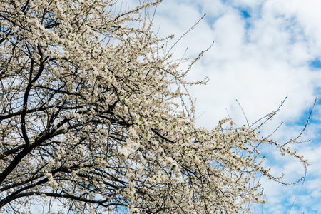 Branches adorned with vibrant white blossoms stretch towards a cloud filled blue sky signaling the arrival of springtime beauty.の写真素材