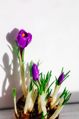Vibrant purple crocus flowers emerge with green leaves under bright sunlight signaling the arrival of spring.の写真素材