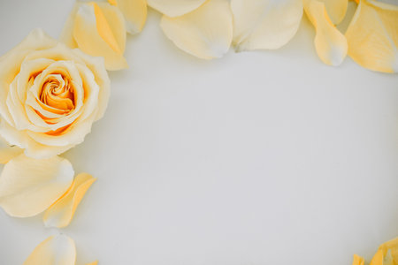 A pale yellow rose sits at the center encircled by its light petals creating a serene and romantic atmosphere perfect for celebrations.の写真素材