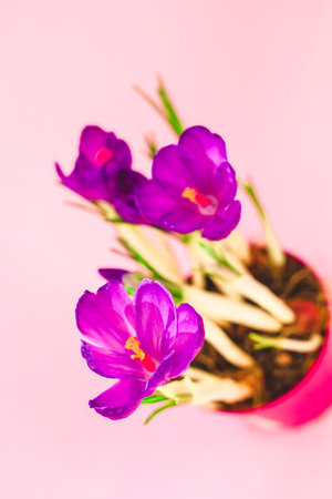 Purple crocus flowers bloom vibrantly in a pink pot creating a cheerful display against a pastel pink backdrop.の写真素材