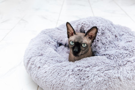 A hairless Sphynx cat with striking blue eyes sits snugly in a plush gray bed located indoors.
