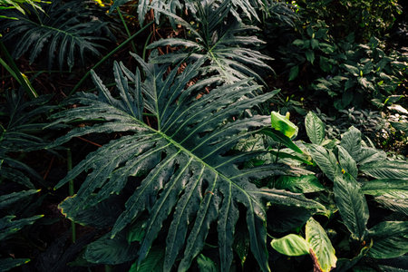 Vibrant tropical leaves showcasing rich textures and colors in a lush forest environment under...