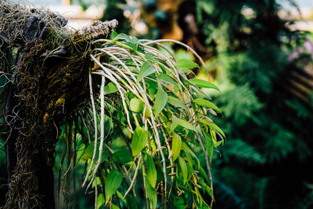 Close up view of an orchid plant showcasing its lively green leaves and distinctive aerial roots in a thriving garden highlighting natures beauty.の写真素材
