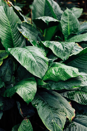 Vibrant green foliage shines with droplets of water signaling recent rainfall in a lush tropical garden.の写真素材