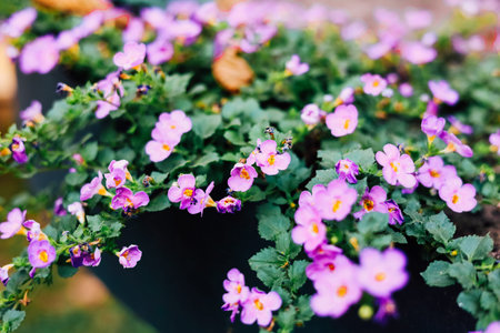 Sutera cordata of small purple and white flowers flourish in a garden attracting bees and creating a...