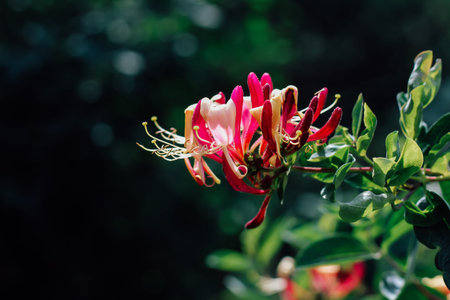 Bright pink honeysuckle flowers emerge from verdant foliage in a serene garden. The sunlight...