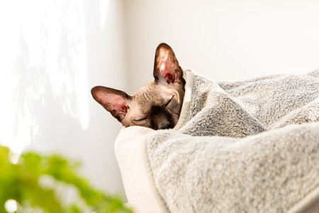 sphinx cat enjoys a peaceful nap cozily wrapped in a soft blanket. The warm sunlight filters through...