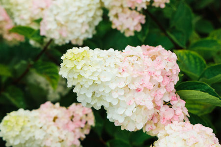 White and pink hydrangea flowers are blooming vibrantly in a garden. The blossoms attract attention...