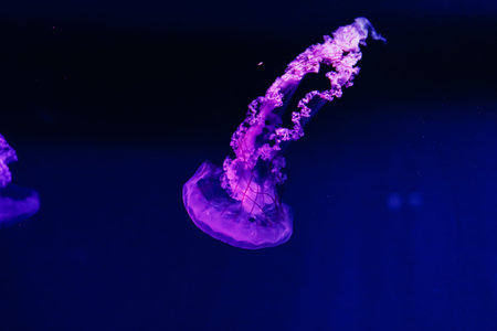 A jellyfish glides through water in an aquarium illuminated by soft purple lights. Its flowing...