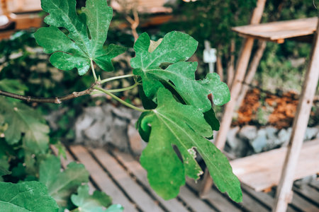 Bright green fig leaves are seen up close showcasing their unique shapes. In the background wooden...