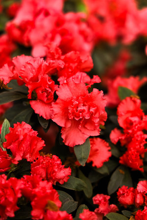 Bright red flowers azalea fill the garden showcasing their lush petals and green leaves. The scene captures the beauty of spring with flowers thriving under the warm sunlight.の写真素材