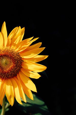 A vibrant yellow sunflower stands tall under clear blue sky. Its large round face is filled with seeds while green leaves provide contrast. The scene captures the natural beauty and joy of summer.の写真素材