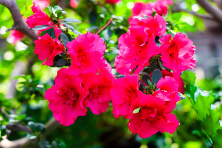 Clusters of vivid pink azalea flowers are blooming amidst lush green foliage in a garden. The scene captures the essence of spring with bright colors and fresh growth creating a lively atmosphere.の写真素材