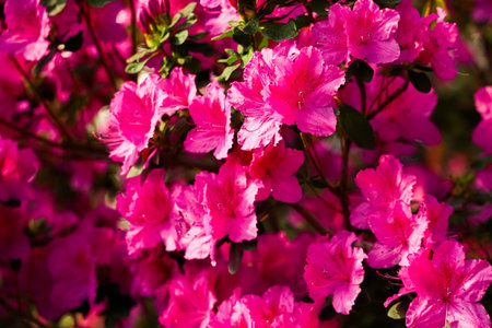 Bright pink azaleas fill the garden with color as they bloom under the warm sunlight of spring. The...