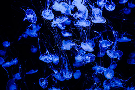 A vibrant display of jellyfish floats through a dark underwater tank illuminated by soft blue lights. Their translucent bodies and long tentacles create a mesmerizing scene of movement and grace.の写真素材