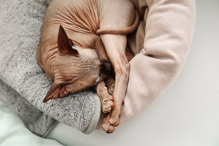 A sphynx cat is sleeping comfortably in a soft round bed. Its wrinkled skin and unique features are visible as it rests peacefully warming up in a cozy and quiet indoor space.の写真素材