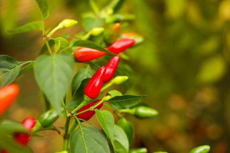 Vibrant red and green chili peppers hang from lush green plants in a garden. The peppers display a variety of ripeness creating a colorful contrast against the leafy backdrop.の写真素材
