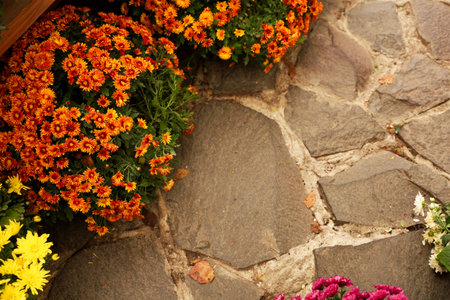 Bright orange and yellow flowers line a rustic stone pathway showcasing the beauty of nature. The cozy scene captures the essence of autumn with vibrant colors and earthy textures.の写真素材