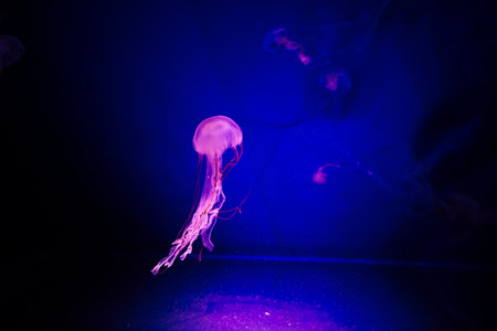 A vibrant jellyfish floats effortlessly in a dark setting illuminated by soft blue and purple lights showcasing its delicate tentacles and rounded bell.の写真素材