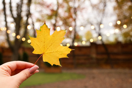 A person holds a bright yellow maple leaf in their hand surrounded by blurred lights in a backyard. The scene captures the essence of fall with warm colors and a peaceful atmosphere.の写真素材