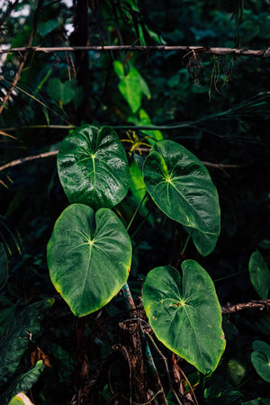 Lush green leaves with heart shaped patterns grow in a dense forest. The sunlight filters through highlighting the rich textures and vivid colors of the foliage in a serene natural setting.の写真素材