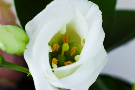 A close up view of  eustoma white flower reveals vibrant yellow stamens at its center. The flower stands out against a soft green background in bright daylight showcasing its intricate details.の写真素材